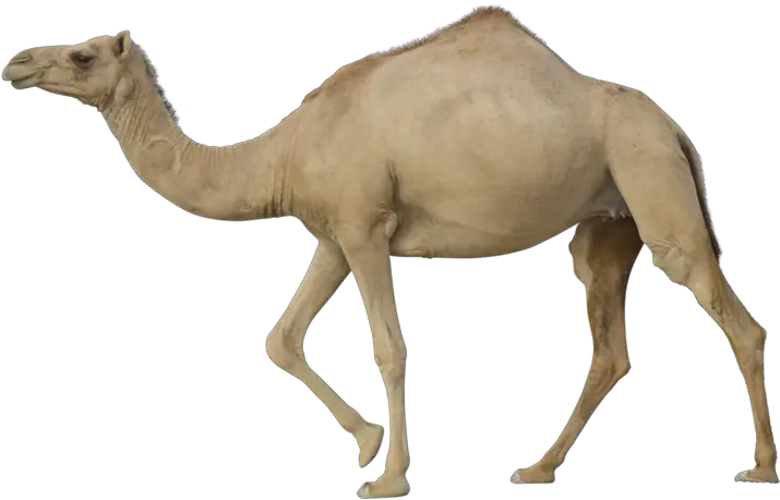  Png Background Camel Png Camel Transparent