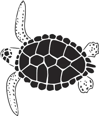  Turtle Graphic Turtle Graphics Full Size Png Download Hawksbill Sea Turtle Turtle Png