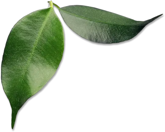  Download Small Avocado Leaves Avocado Full Size Png Bay Laurel Avocado Transparent Background