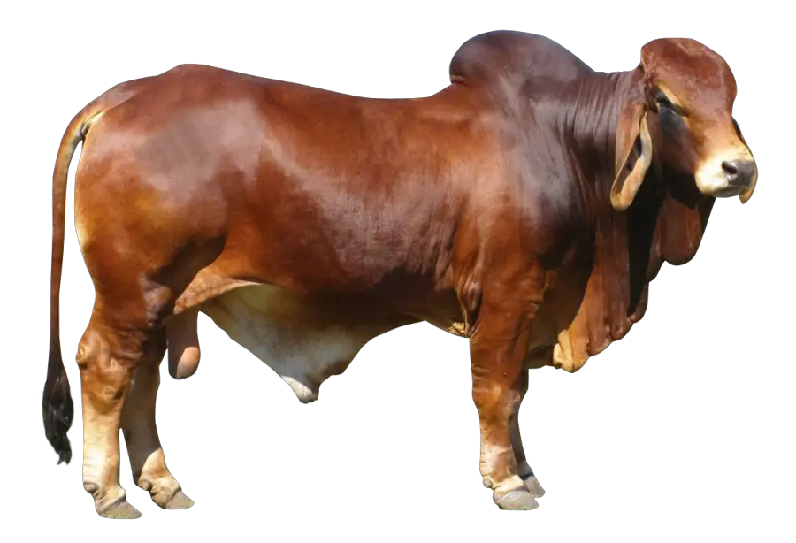  Bull Png Transparent Image Brown Cow Png Bull Transparent