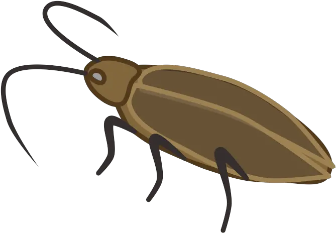  Cockroach Prop Animal Ground Beetle Png Roach Png