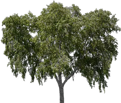  Download Tree With Leaves Forest Nature Tree Png Tree Overlay Forest Tree Png