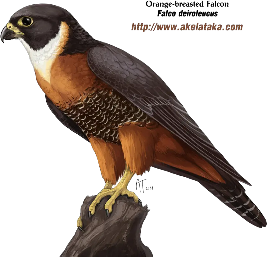  Download Falcon Png Photos Falcon Png Falcon Png