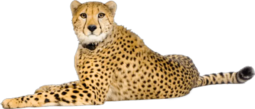  Free Png Cheetah Images Transparent Cheetah Png Cheetah Png