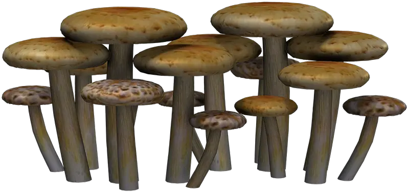  Mushrooms Fantasy Digital Art Fantasy Png Fantasy Png