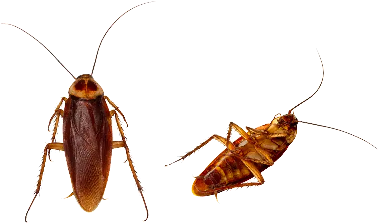  Clip Art Centipedes Images Gallery Cockroach Png Cockroach Transparent