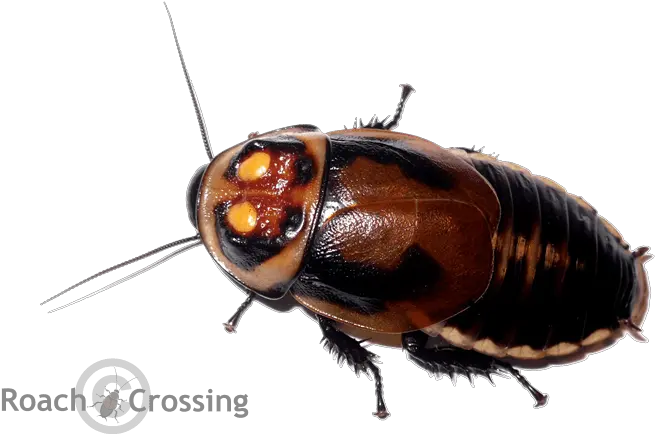  Warty Glowspot Roach Roach Crossing Png Cockroach Transparent