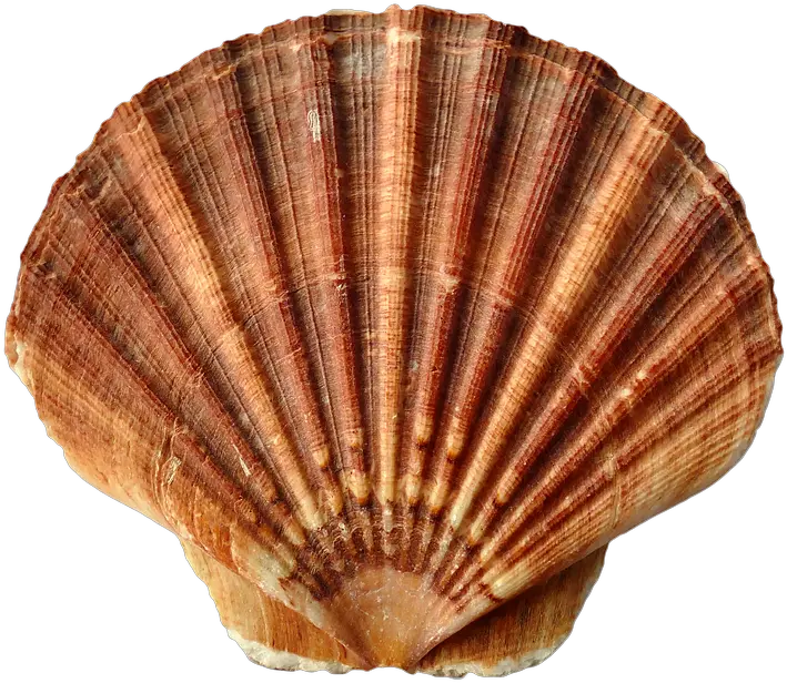  Shell Png 6 Image Clam Shell Shell Png