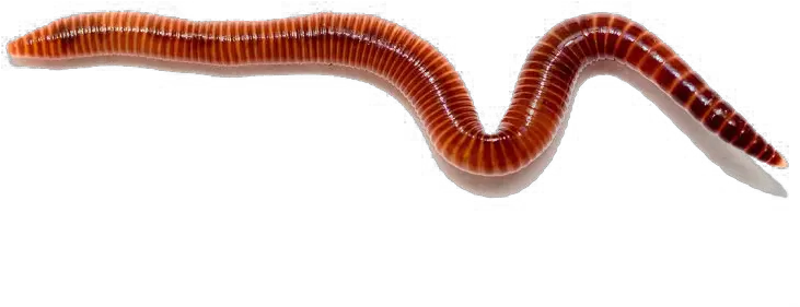  Worms Free Png Worm Png Worm Png