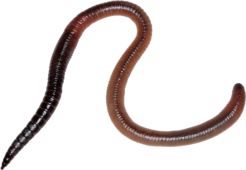  Download Worm Png Worm Png Worm Png