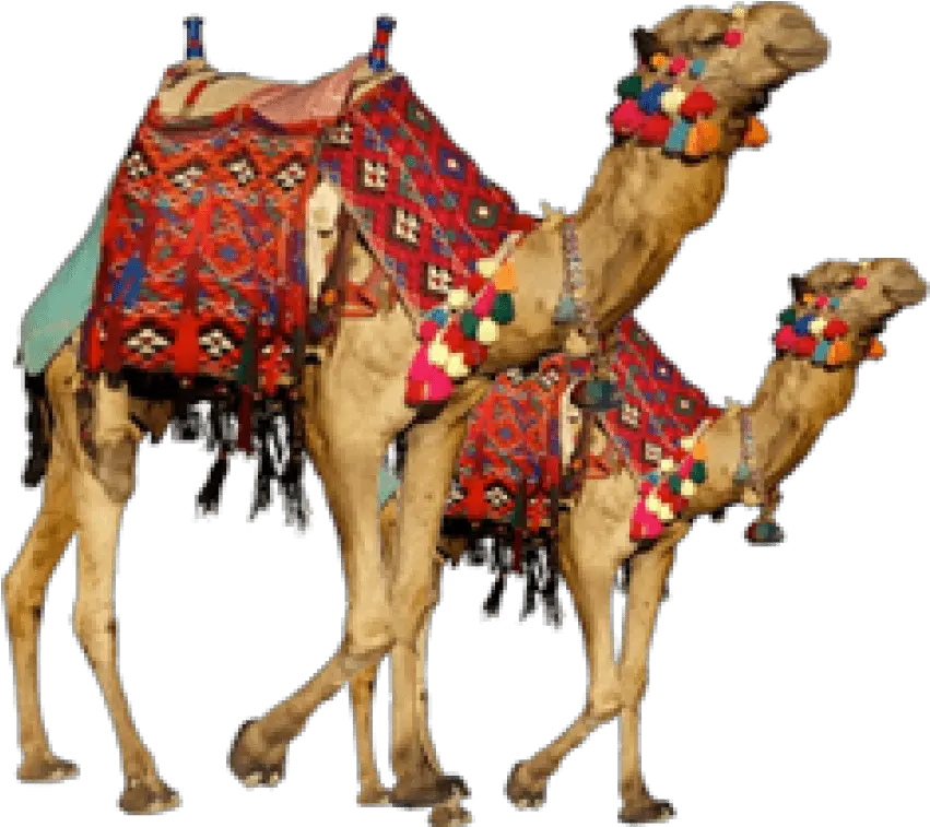  Download Hd Free Png Camel Images Camel Png Camel Png