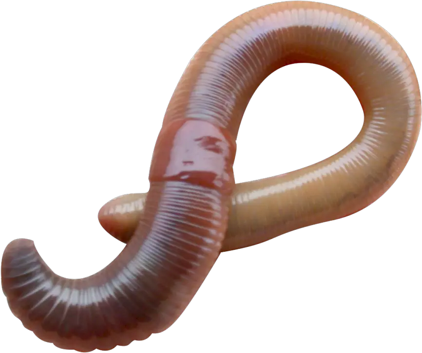  Worms Png Images Free Download Worm Eisenia Fetida Worm Png