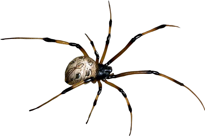  Free Spider Png Transparent Images Black House Spider Spider Clipart Png