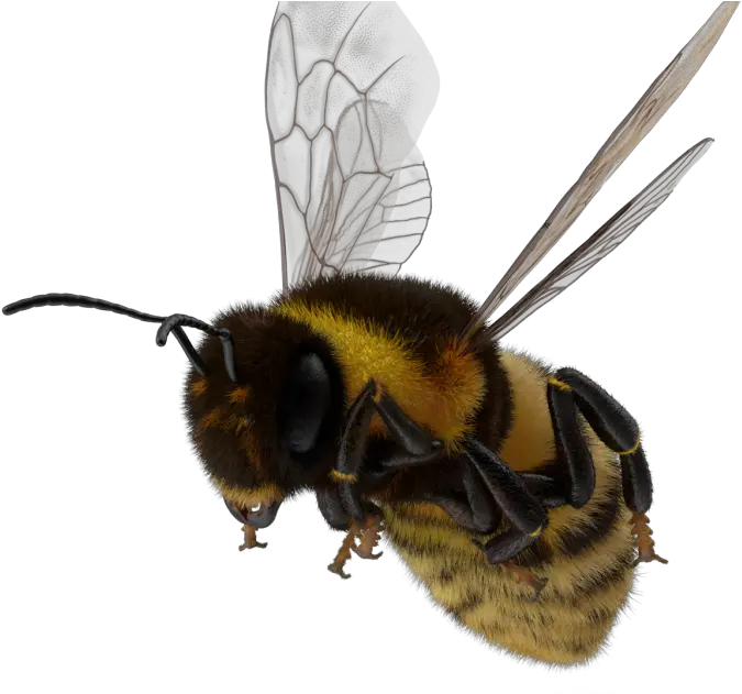  Astdafa Honeybee Png Bumblebee Logo