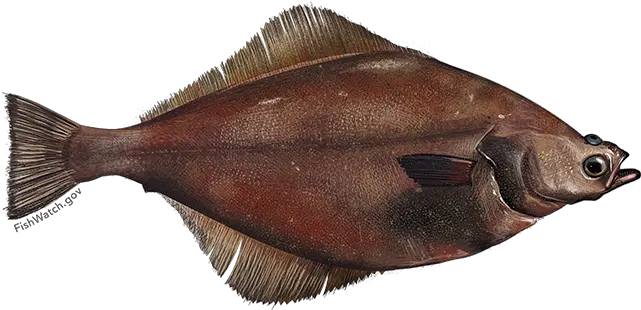  Arrowtooth Flounder Fishwatch Arrowtooth Flounder Png Flounder Png