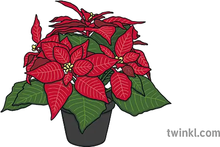  Poinsettia In A Pot Christmas Plant Red Green Ks1 Poinsettia Png Poinsettia Icon Png