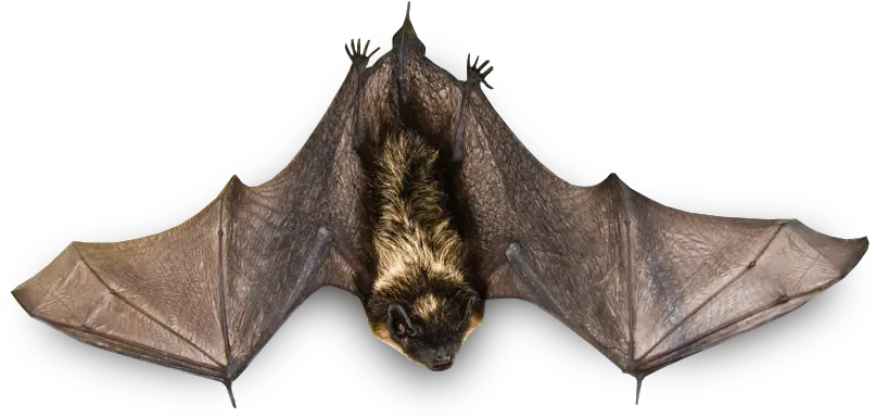  Download Flying Bat Png Image For Free Bat Png Bat Transparent