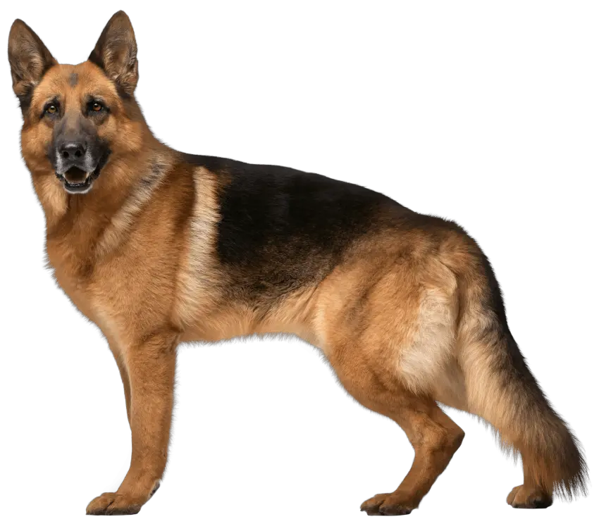  Dog Png Image Dogs Puppy Pictures Police German Shepherd Dogs Pet Png