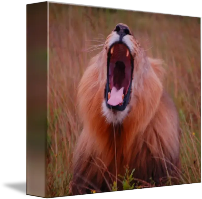  A Lion Roaring By Adrian Sherling Png Roar