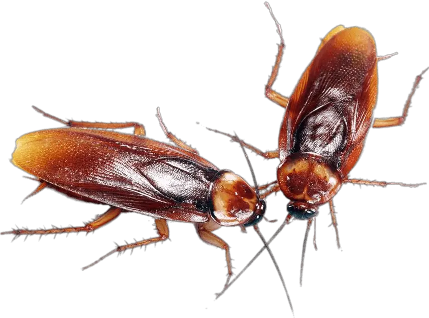  A Couple Of Cockroaches Transparent Png Cockroaches Png Cockroach Png