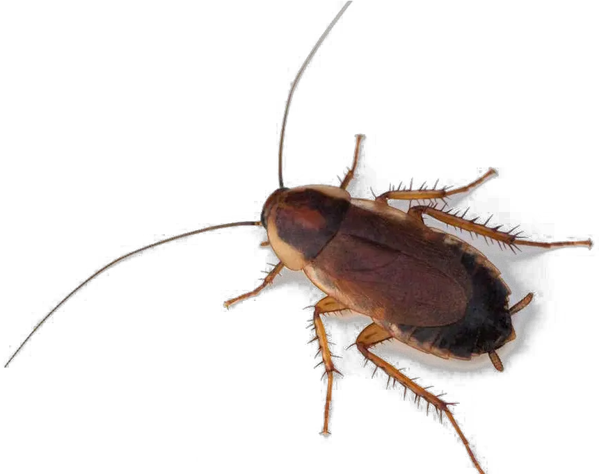  Cockroach Png Photo Live Cockroach Cockroach Png