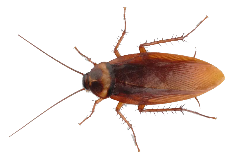  Cockroach Png Image Free Download Cockroach Sticker Cockroach Png
