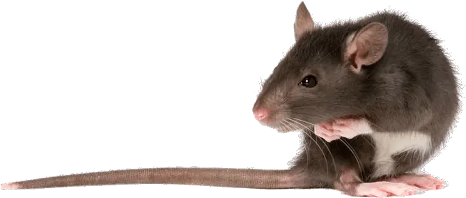  Rat Left Transparent Png Rat Png Rat Transparent