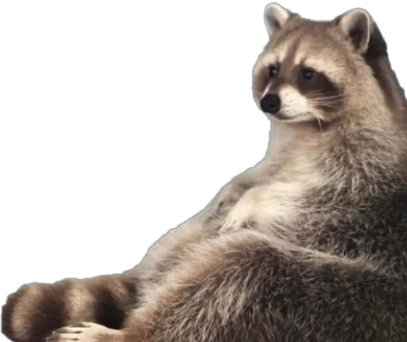  Raccoon Meme Fat Chubby Racoon Lol Am Trash Raccoon Meme Png Raccoon Transparent Background