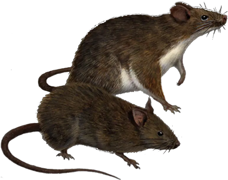  Download Rat Png Clipart Hq Image Rats Clipart Rat Transparent