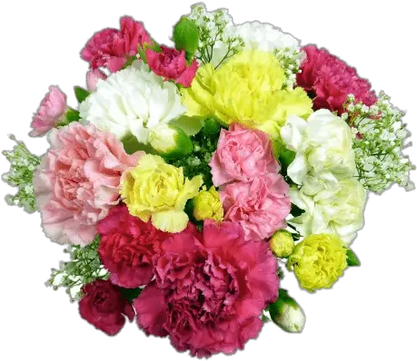  Carnations Bouquet Transparent Png Carnation Bouquet Transparent Background Carnation Png