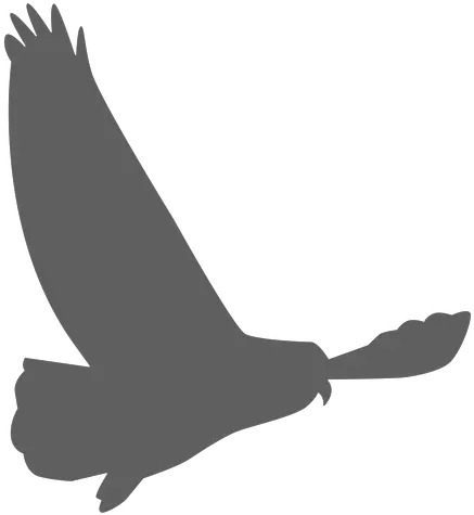  Owl Eagle Wing Silhouette Transparent Png U0026 Svg Vector Owl Transparent Silhouette Eagle Feather Png