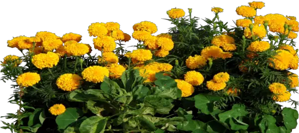  Marigold Clipart Transparent Marigold Flower Plant Png Marigold Png