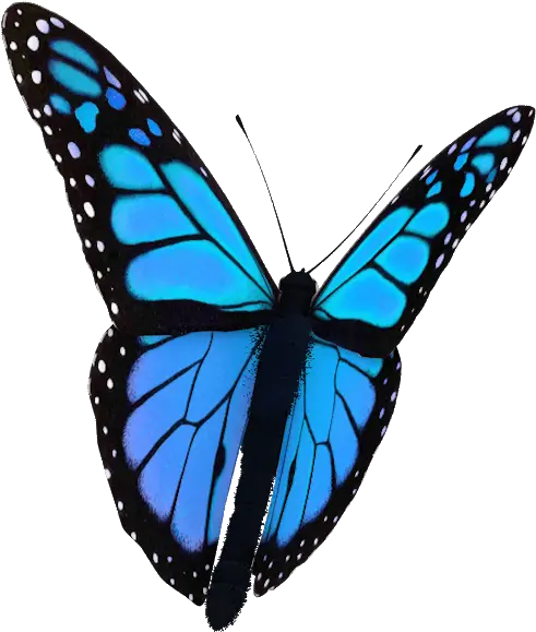  My Mental Health Journey Transparent Butterfly Gif Png Life Is Strange Butterfly Icon