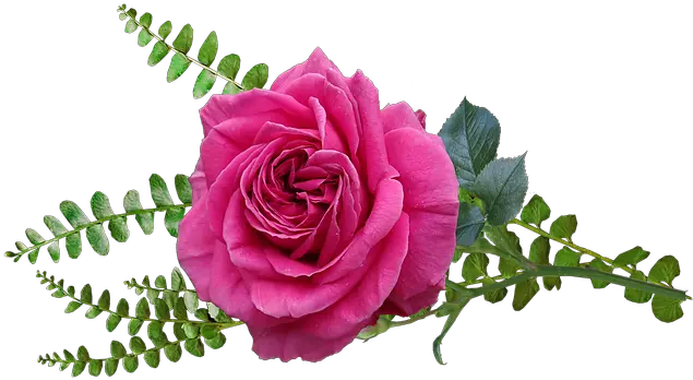  Flower Pink Rose Free Photo On Pixabay Rose Png Pink Rose Petals Png