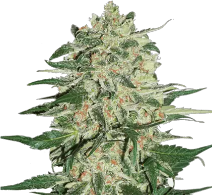  Download Weed Buds Png Seed Weed Nugget Png