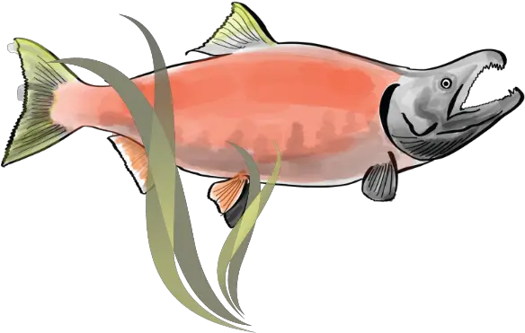  National Indigenous Fisheries Institute Sockeye Salmon Png Salmon Transparent Background