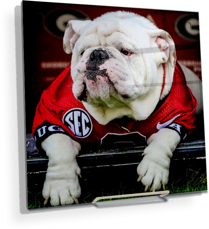  Georgia Bulldogs University Of Georgia Png British Icon Bulldogs