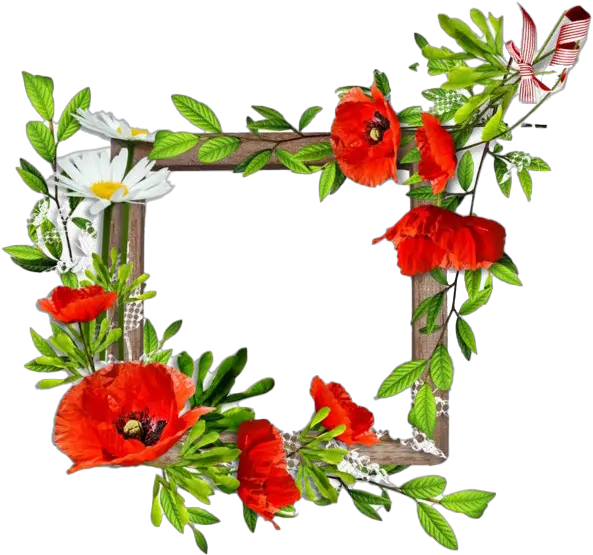  Poppy Flower Frame Png Clipart Png Latest Flower Background Poppy Png