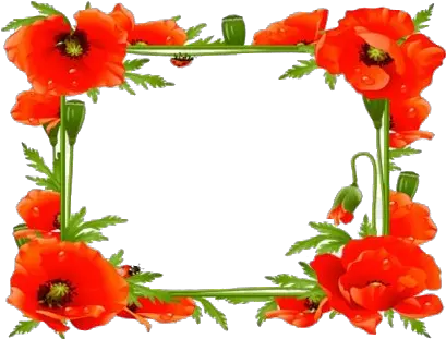  Poppy Flower Frame Transparent Png Poppy Frames For Facebook Profile Poppy Png