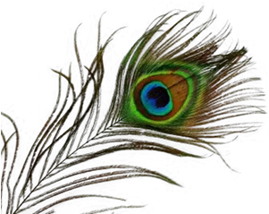  Transparent Peacock Png Mor Pankh Png Hd Peacock Png