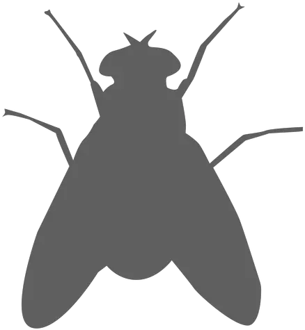  Fly Wing Feeler Silhouette Transparent Png U0026 Svg Vector File Silueta De Una Mosca Fly Png