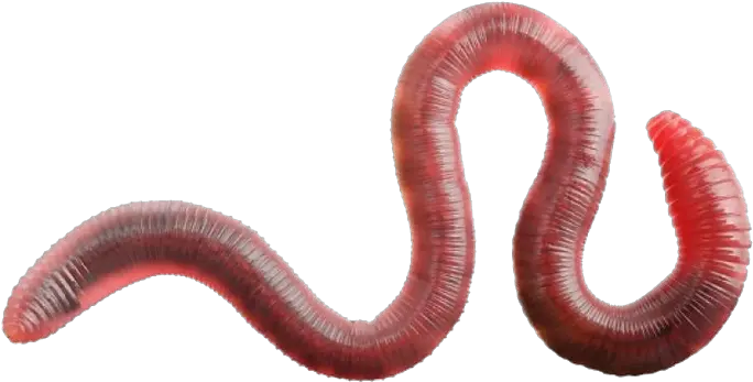  Earthworm Worm Png Earthworm Worm Png