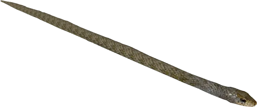  Asp Expandable Baton Png Image With No Belt Baton Png