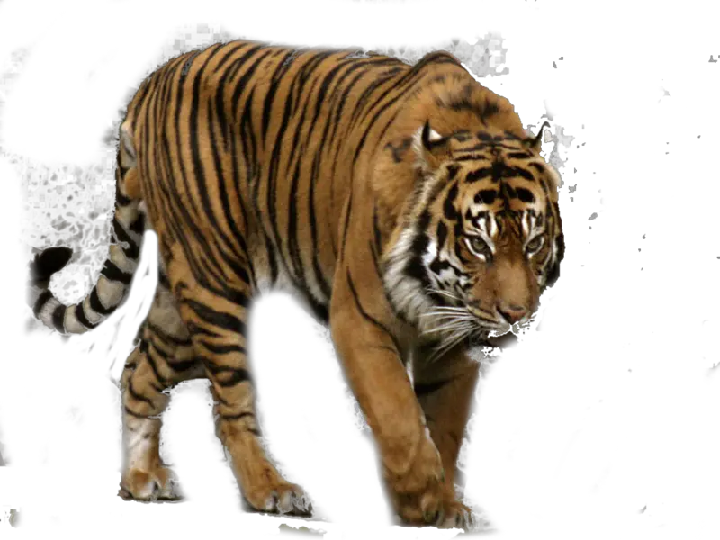  Download White Tiger Free Png Transparent Image And Clipart Transparent Sumatran Tiger Png Tiger Transparent