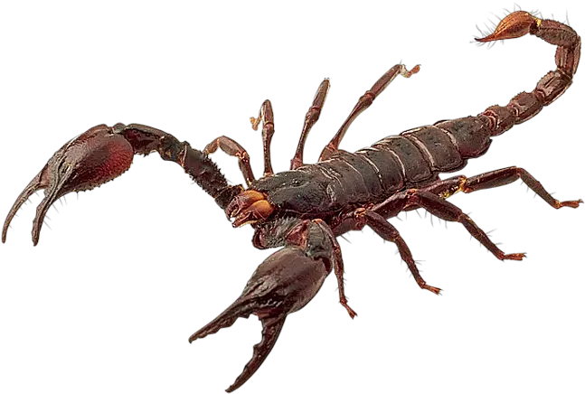  Scorpion Png Hd Scorpion Png Scorpio Png