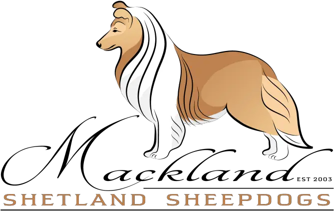  Mackland Shetland Sheepdogs In South Africa Scotch Collie Png Border Collie Png