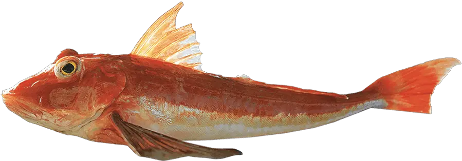  Red Gurnard Red Gurnard Png Fish Png Transparent