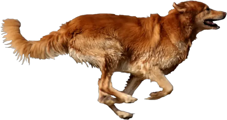  Dog Running Png Dog Running Transparent Background Pet Png