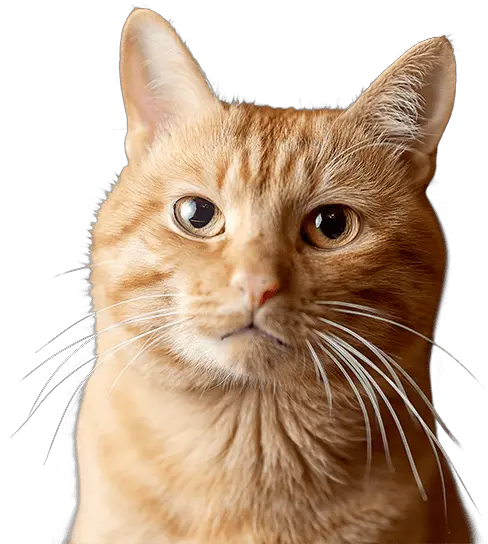  Best Dog Insurance U0026 Cat Quotes Vetsure Uk Javanese Kittens Png Cat Nose Png