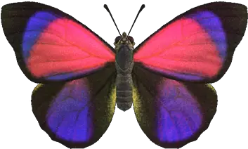  Agrias Butterfly Animal Crossing Wiki Nookipedia Agrias Butterfly Png Monarch Butterfly Icon